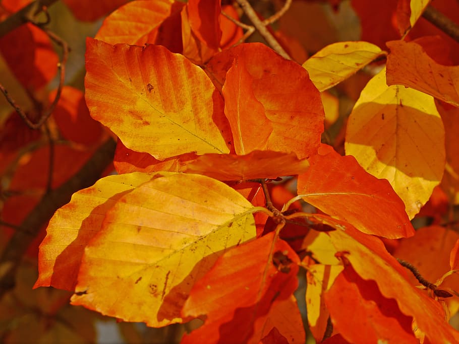 fall foliage, beech, leaves, red, orange, yellow, fall leaves HD wallpaper