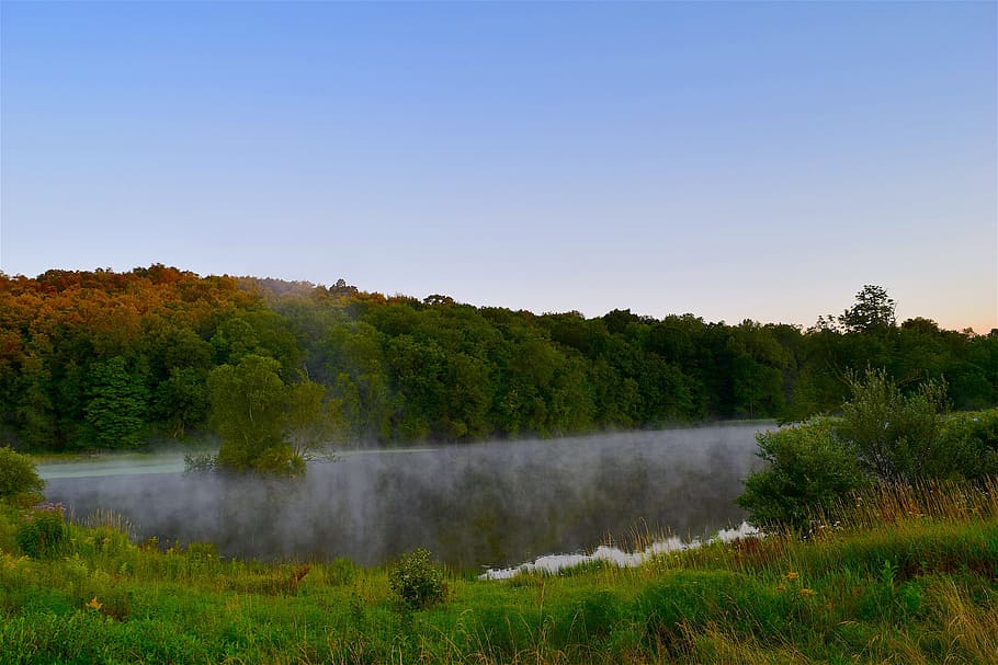 pond, mist, forest, trees, water, reflection, nature, landscape HD wallpaper