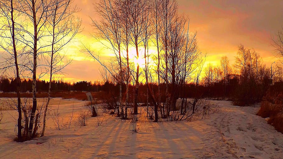 spring, dawn, march, nature, living nature, evening, sunset HD wallpaper