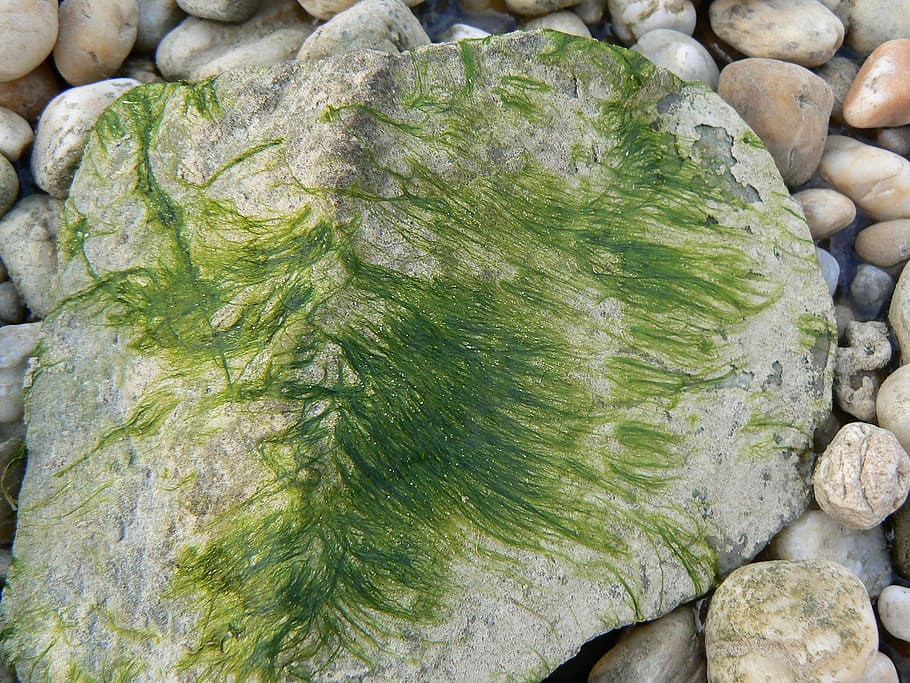 moss, stone, green, nature, stones, rock, vegetable, solid HD wallpaper