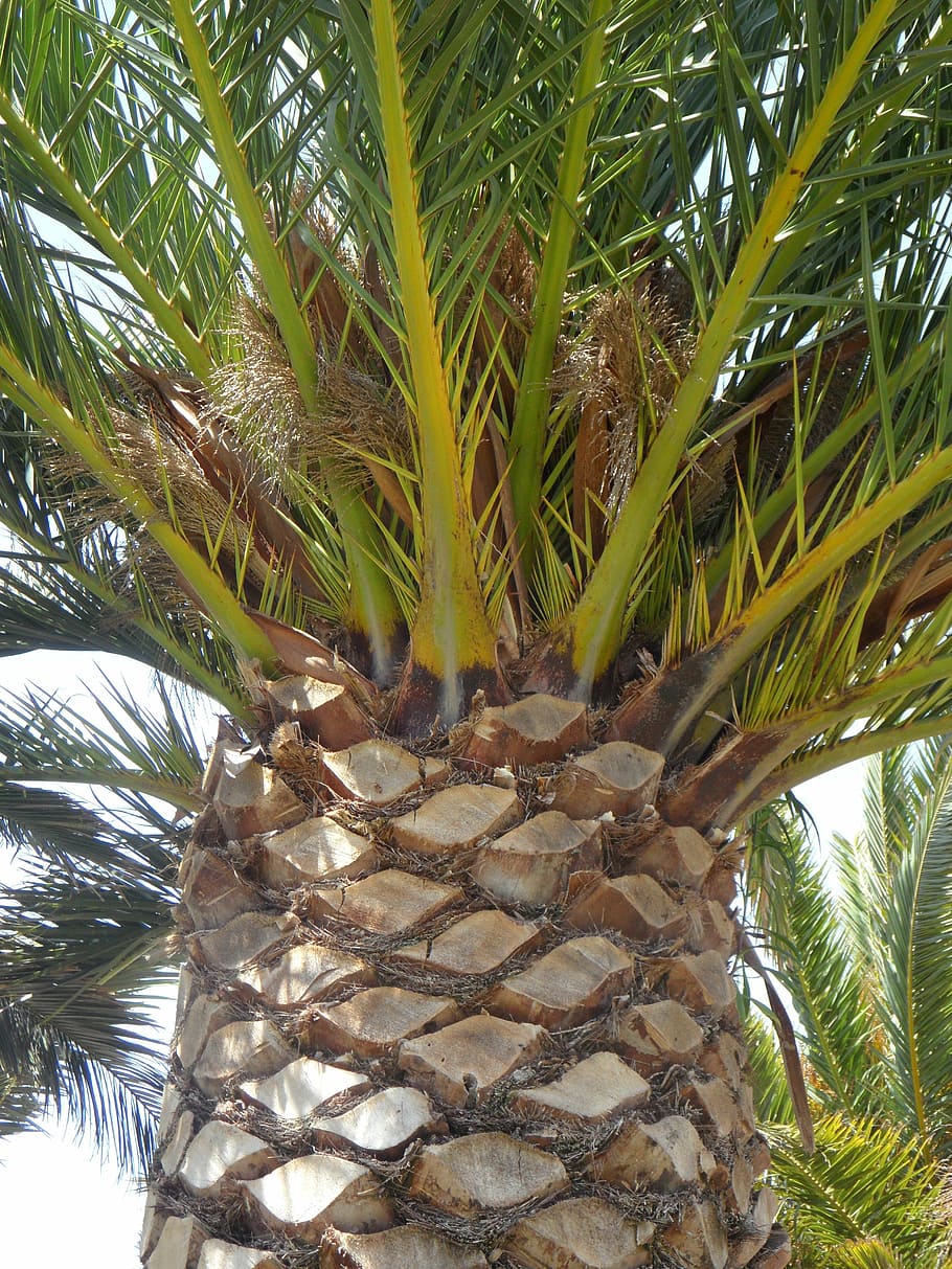 HD wallpaper: palm, detail, tree, plant, log, growth, palm tree, leaf ...