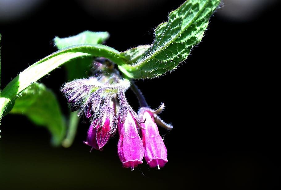 comfrey, spring, nature, wildflower, close-up, plant, growth HD wallpaper