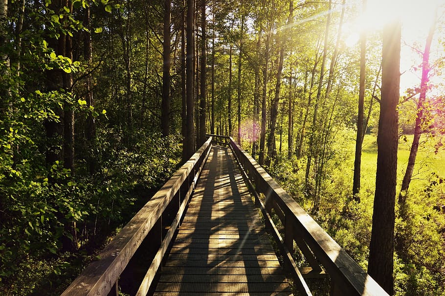 Forest, Tree, Solar, Sunset, Sweden, nature, bridge, national park HD wallpaper