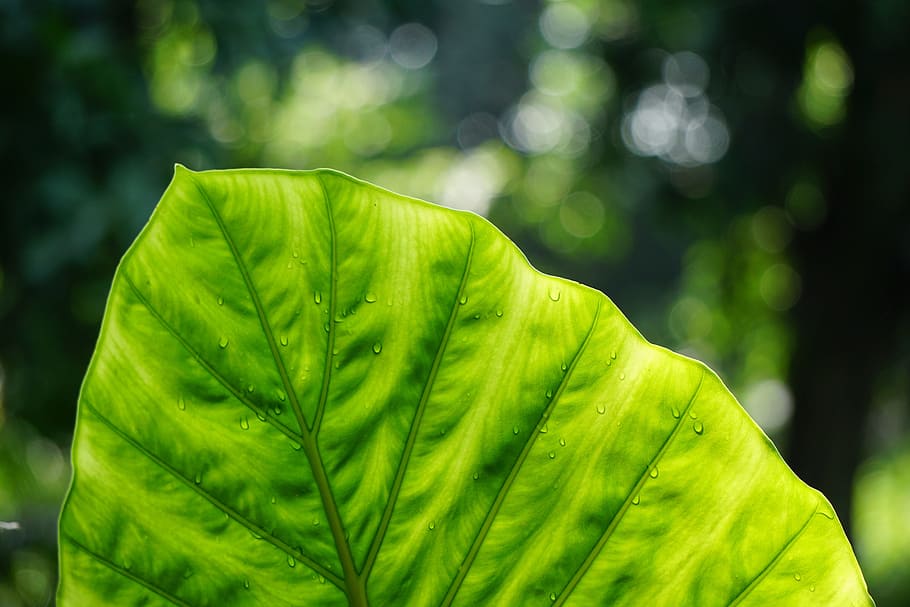 selective focus photo of green leaf plant, veins, nerves, macro, HD wallpaper