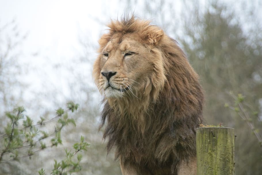 Lion photo, wildlife, big, animal, african, cat, feline, carnivore, HD wallpaper