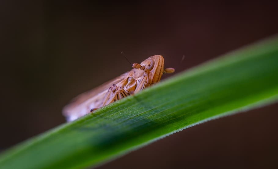 macro, insect, for ordinary high rot leafhopper, animal themes, HD wallpaper