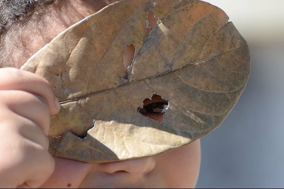 look, leaf, eyes, child, human hand, human body part, one person HD wallpaper