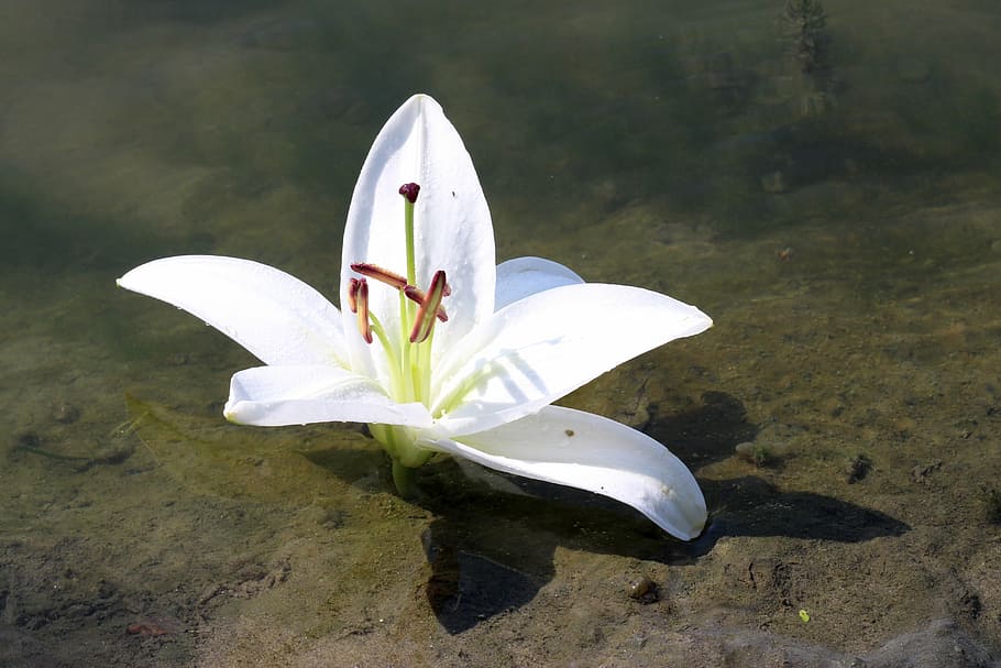 lily, water, flower, reflection, white, sand, white color, day HD wallpaper