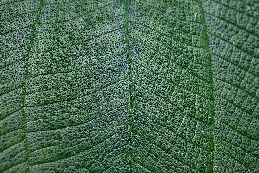 closeup photo of green leaf, green leaf, textile, foliage, nature HD wallpaper