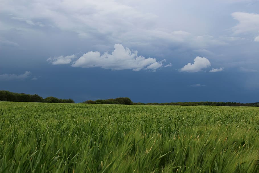 storm, landscape, field, sky, plant, cloud - sky, agriculture HD wallpaper