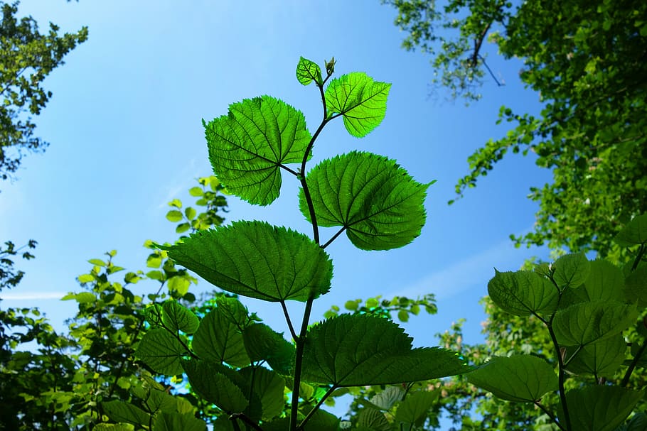 low angle photography of green leafed plants, foliage, branch HD wallpaper