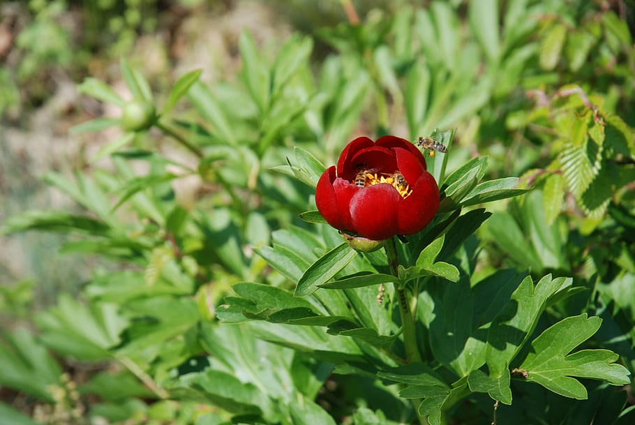 peony, flower, nature, insects, pollen, spring, leaf, red, plant HD wallpaper