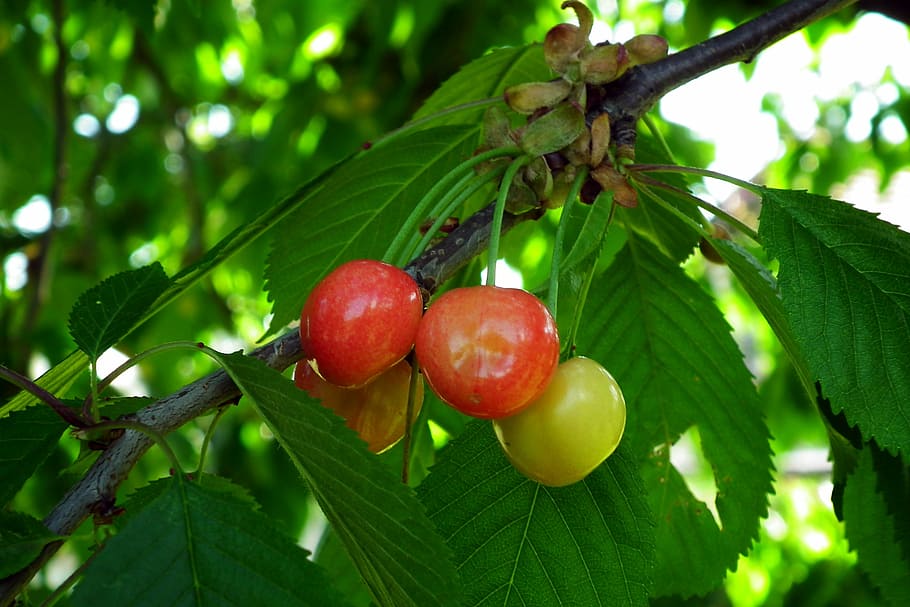 cherries, tree, sprig, garden, may, spring, foliage, food and drink HD wallpaper