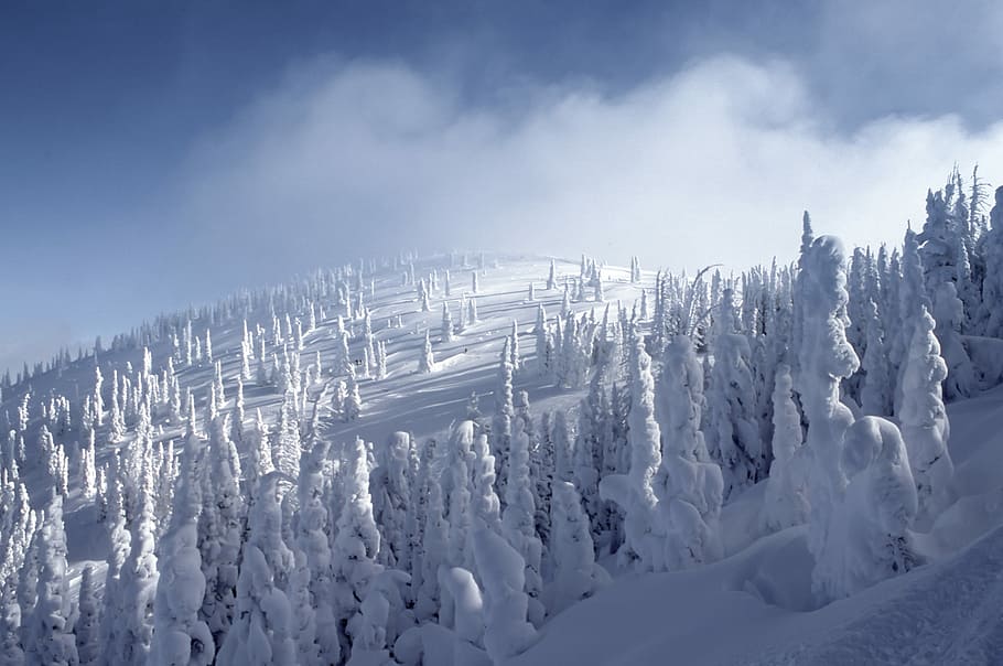snow covered pine trees, snow covering pine trees, forest, winter HD wallpaper