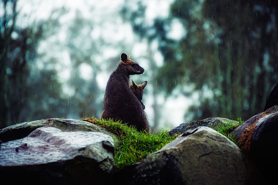 brown animal in the middle of the forest, wallaby, kangaroo HD wallpaper