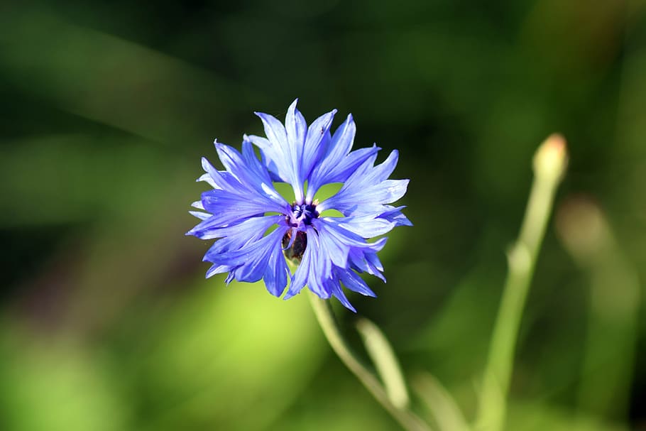 cornflower, close, blue, flowering plant, freshness, fragility HD wallpaper
