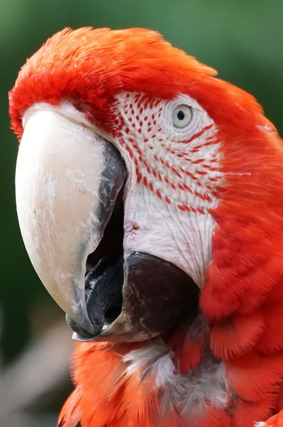 parrot, ara, colorful, vertebrate, bird, animal, animal themes HD wallpaper