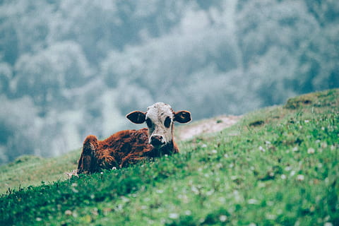 brown and white calf on green grass field, brown and white cattle sitting on green field selective-focus photography HD wallpaper
