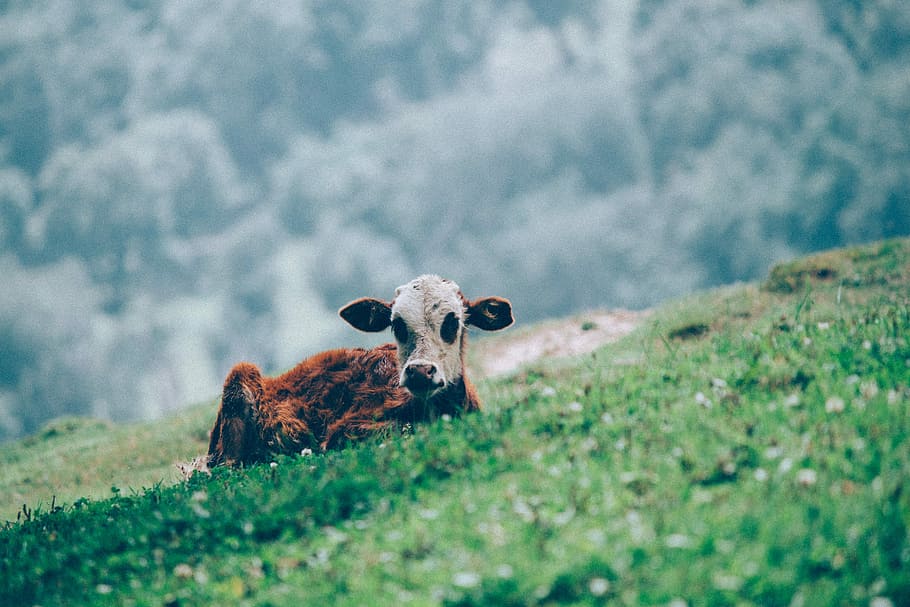brown and white calf on green grass field, brown and white cattle sitting on green field selective-focus photography HD wallpaper