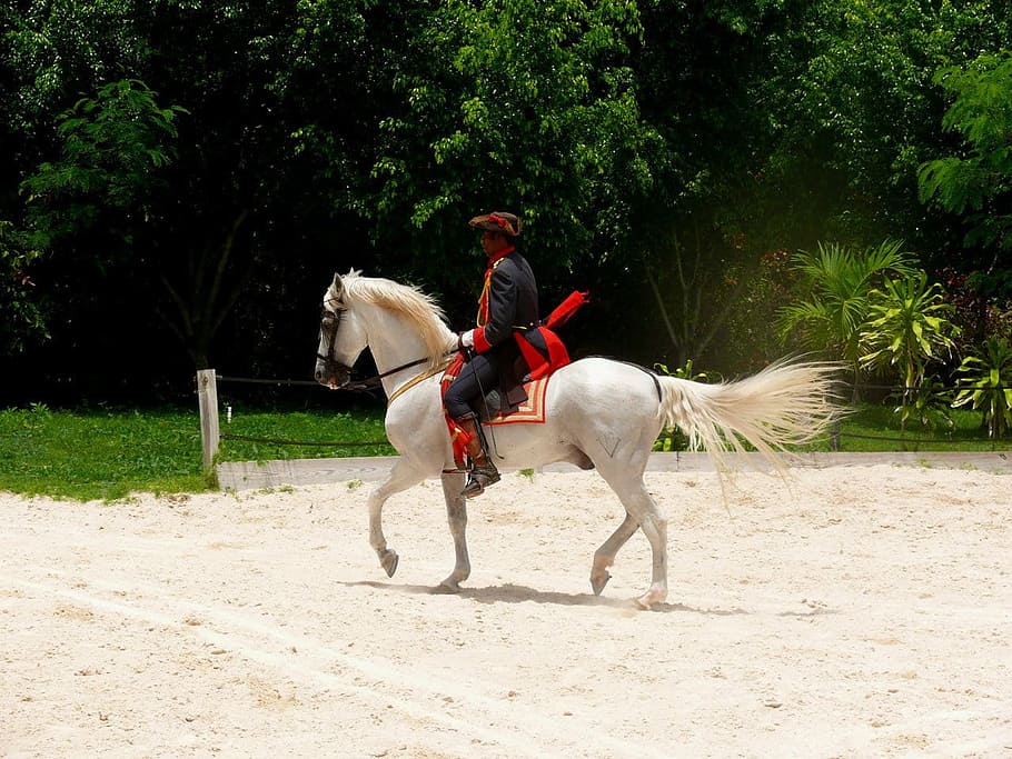 Horse ride through greeneries
