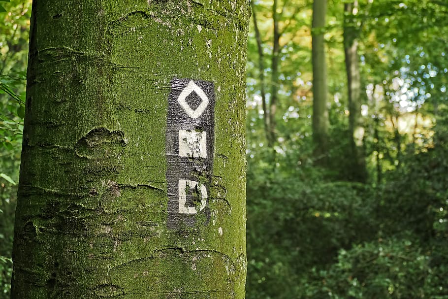 Tree, Forest, Nature, Landscape, Strains, tree bark, forests HD wallpaper