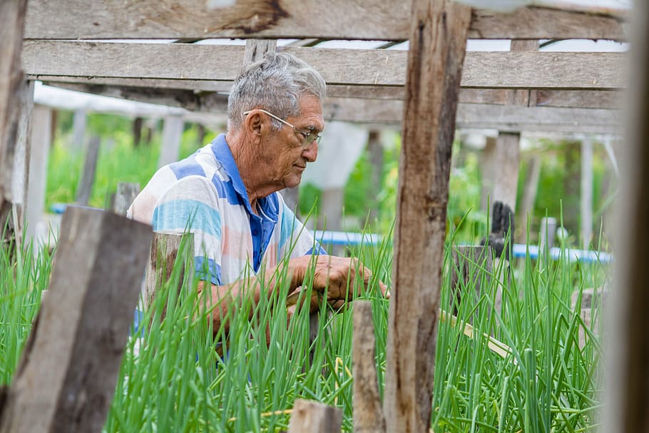 worker, field, roça, senior Adult, men, senior Men, people HD wallpaper