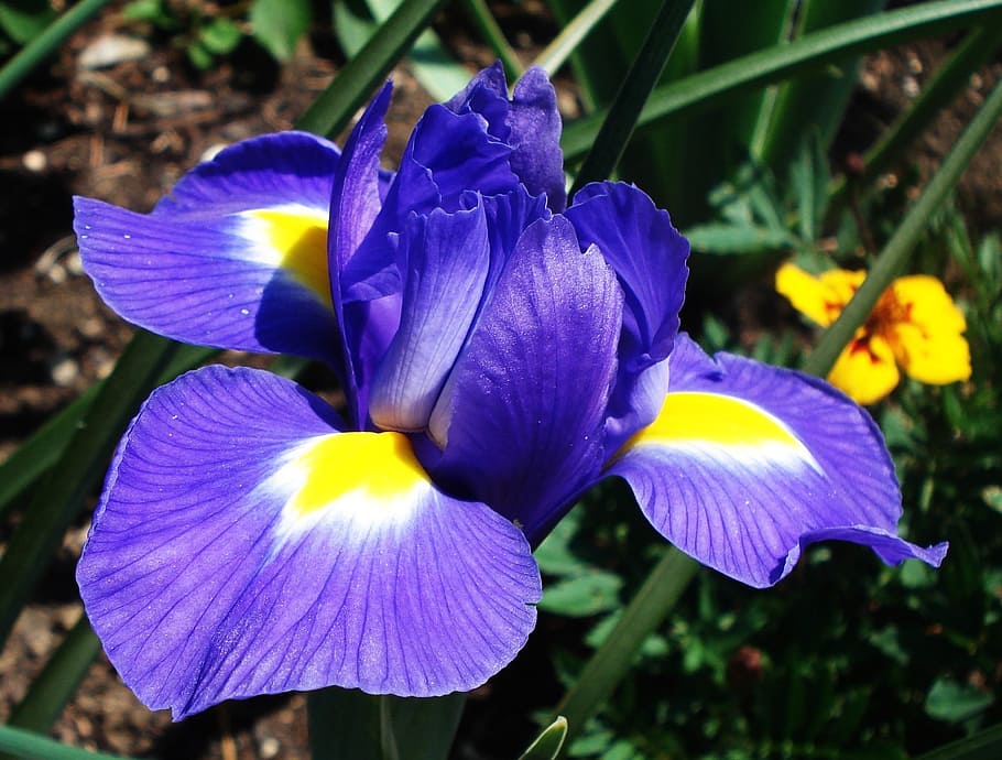 Flower, Iris, Blossom, Bloom, blue, purple, petal, flower head HD wallpaper