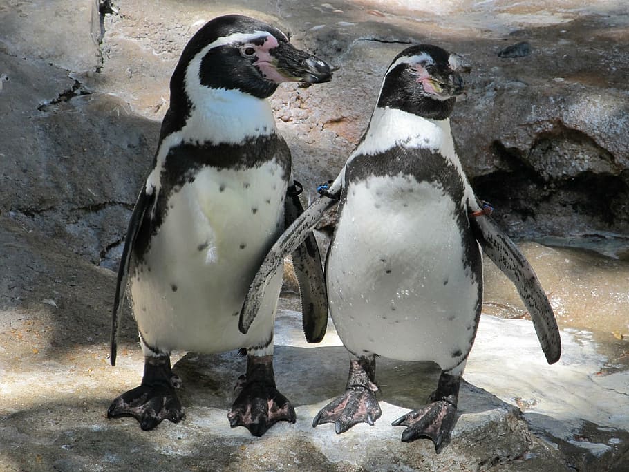photo of black-and-white penguins, penguin pair, couple, cute, HD wallpaper