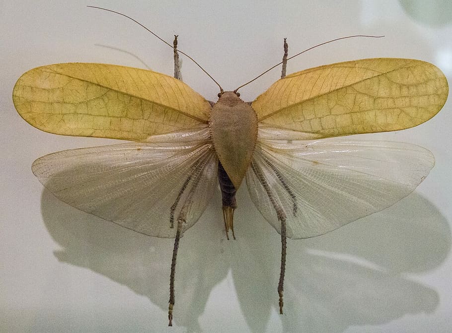 Fly, Exotic, One, Tropical, Insect, exotic one, animal, collection HD wallpaper