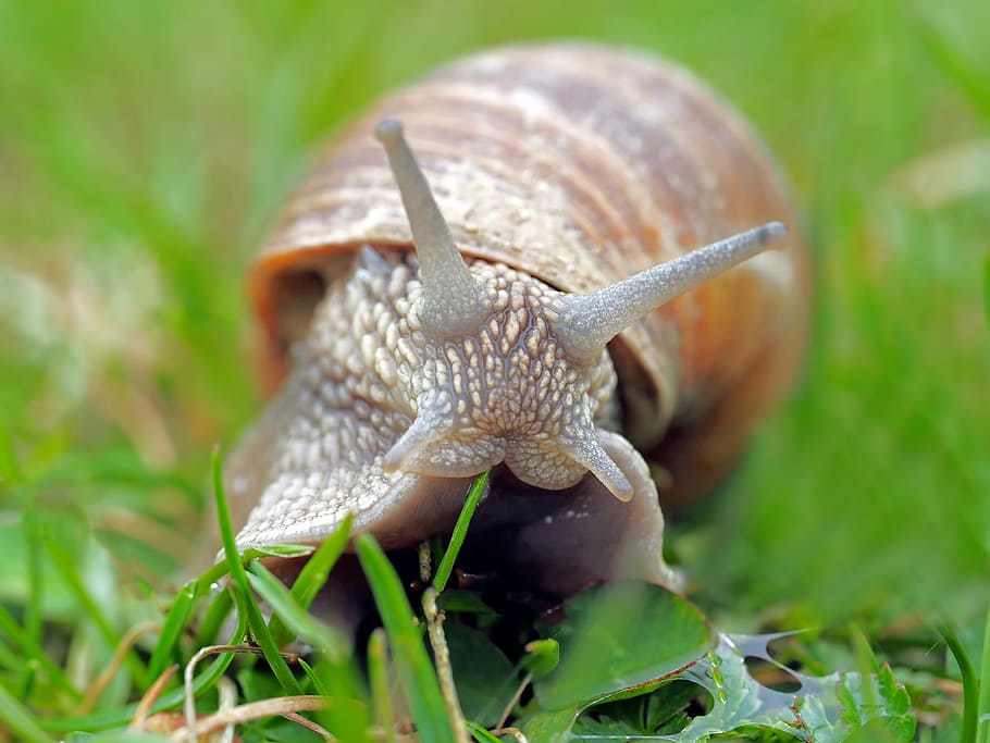 brown snail on grass, animal, nature, live, animal themes, mollusk HD wallpaper