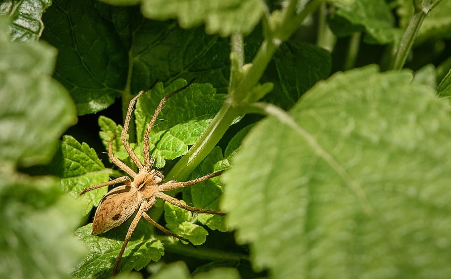spider, insect, arachnid, close, cross, nature, animal, wildlife HD wallpaper