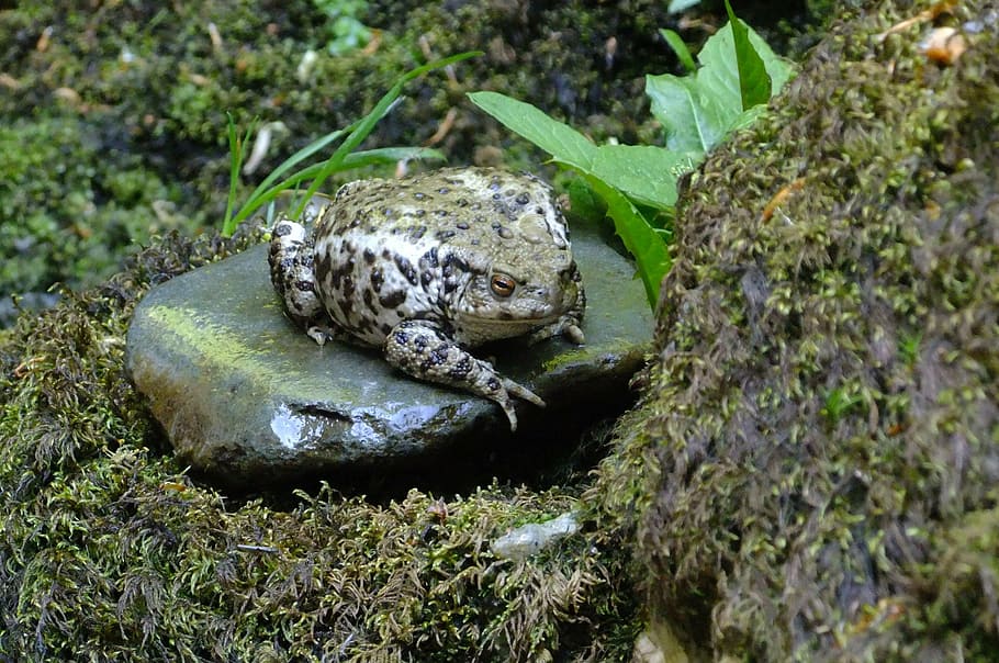 toad, reptile, frog, pebble, rock, water, nature, animal, amphibian HD wallpaper
