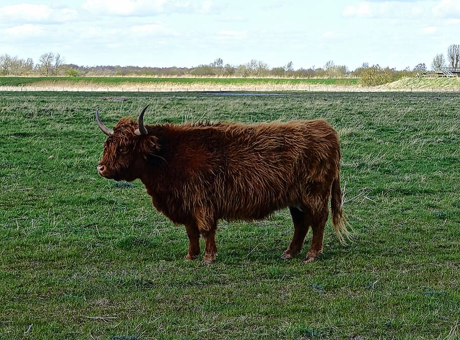 highland cow, bull, cattle, hairy, scottish, brown, bovine, HD wallpaper