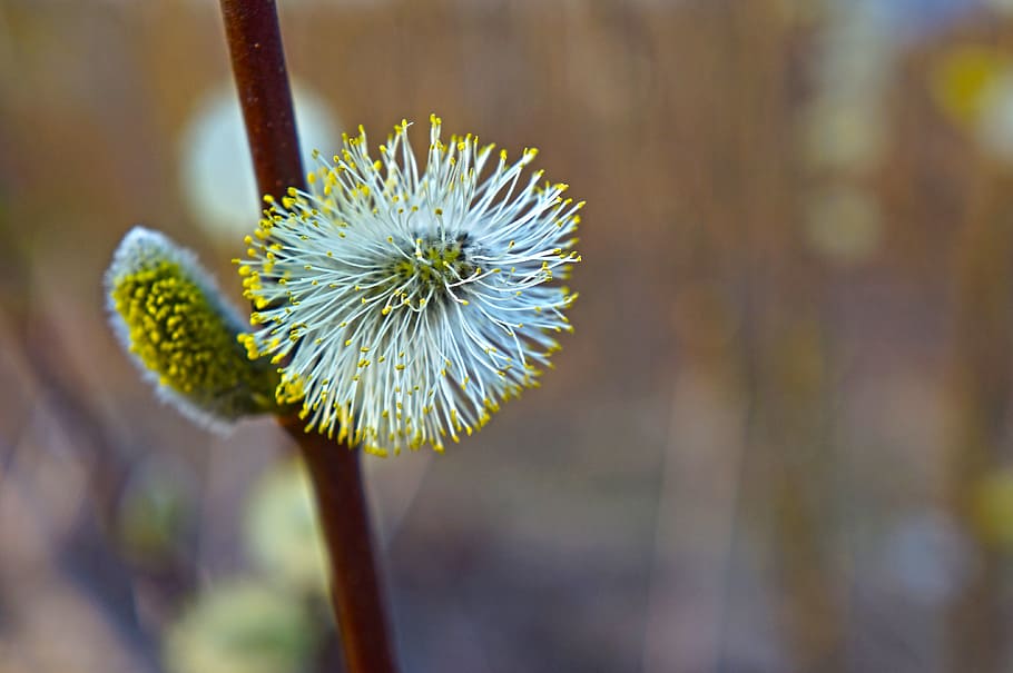 verba, bud, spring, branch, nature, kidney, macro, flower, flowering plant HD wallpaper