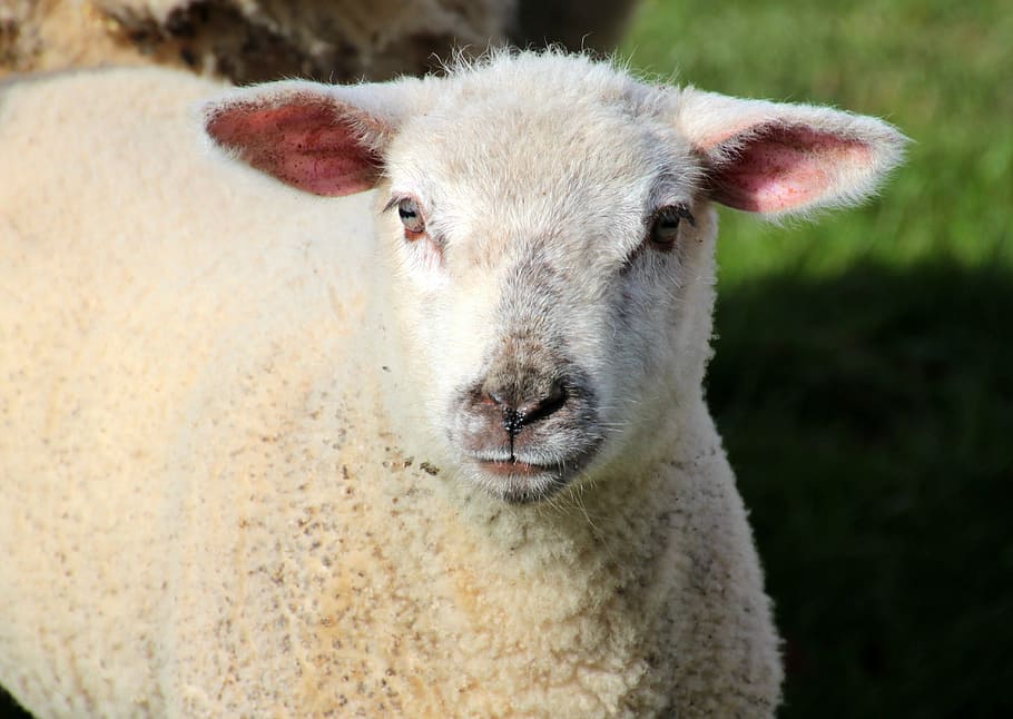 sheep, lamb, white, schäfchen, animals, spring, sweet, outdoor HD wallpaper