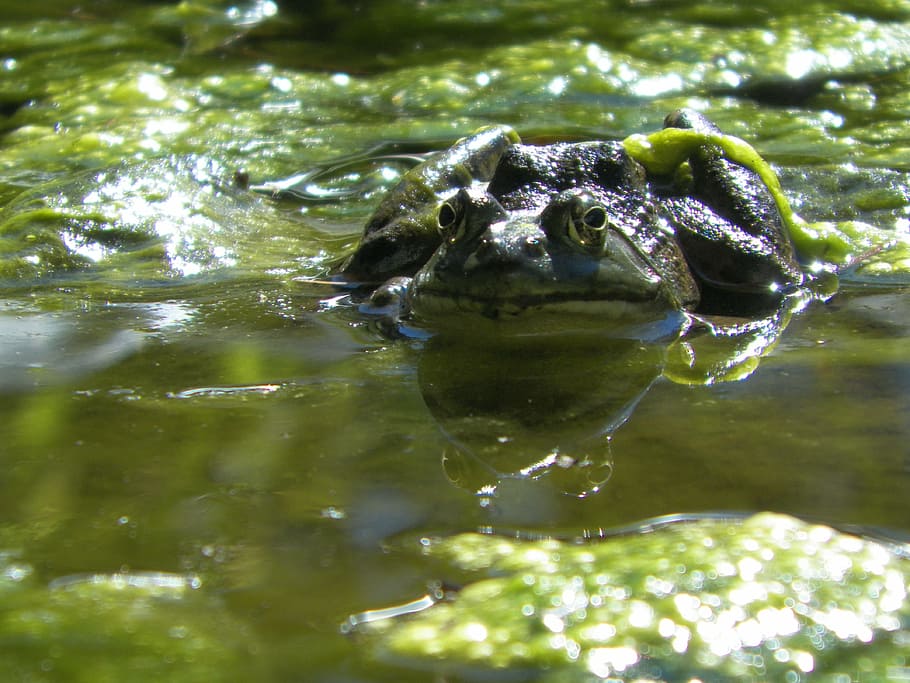 frog, pond, algae, amphibian, water, nature, green, animal HD wallpaper