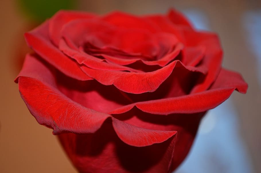 rose, flower, macro, red rose, flowers, roses, beautiful flower HD wallpaper
