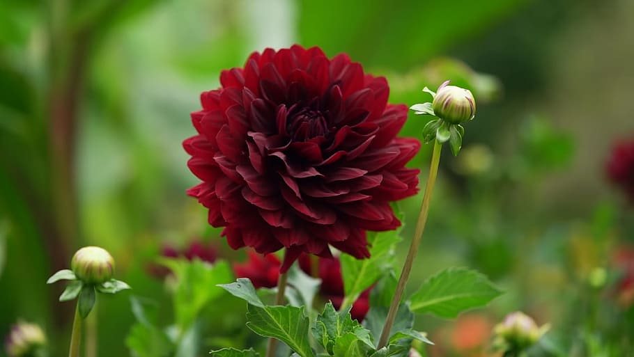 nature, flower, flora, leaf, summer, beautiful, garden, flowering plant HD wallpaper