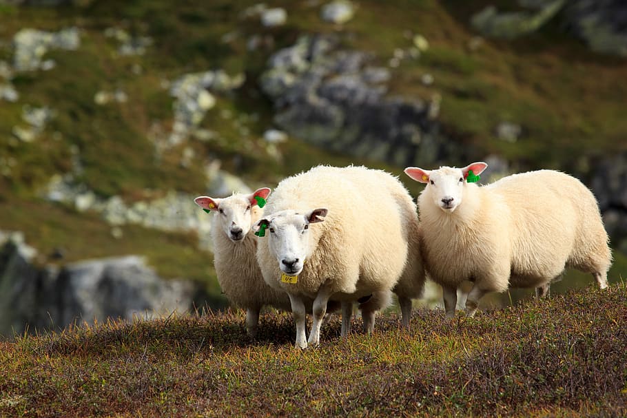 photo of herd of sheep, three beige sheep standing on ground HD wallpaper