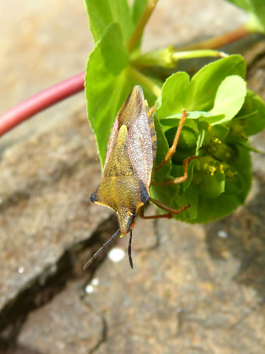 i pentatomid, dolycoris baccarum, beetle, insect, flower, detail HD wallpaper