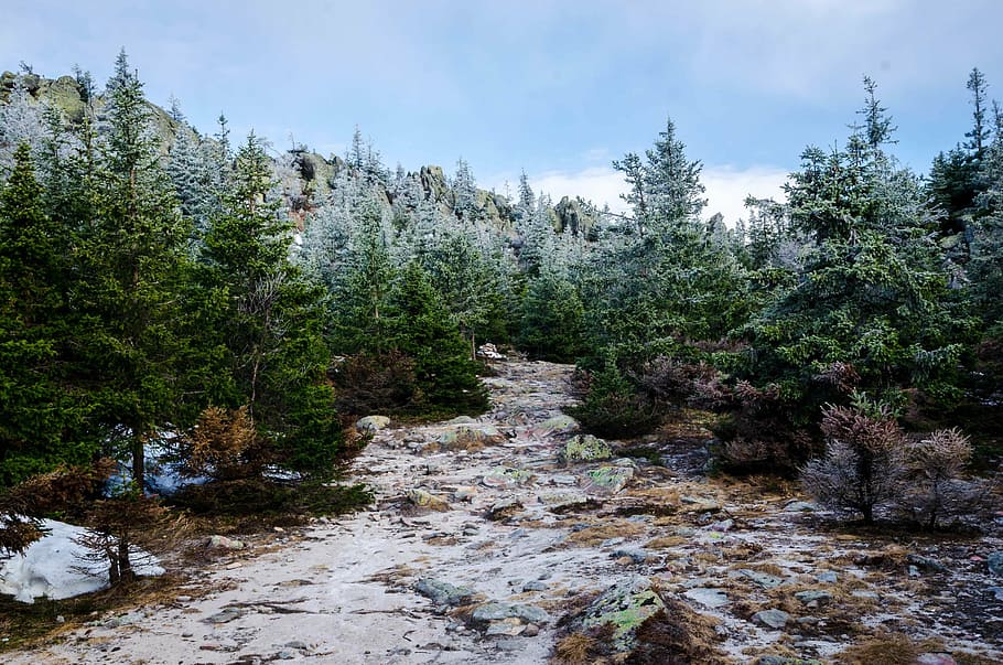 snow capped pine trees at daytime, nature, landscape, pathway HD wallpaper