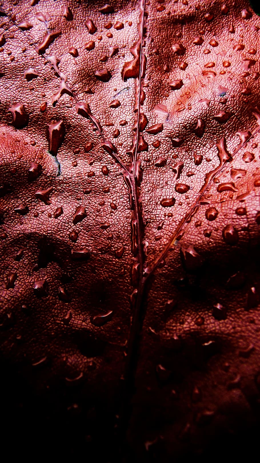 red, leaf, water, drops, droplets, macro, maple, foliage, nature HD wallpaper