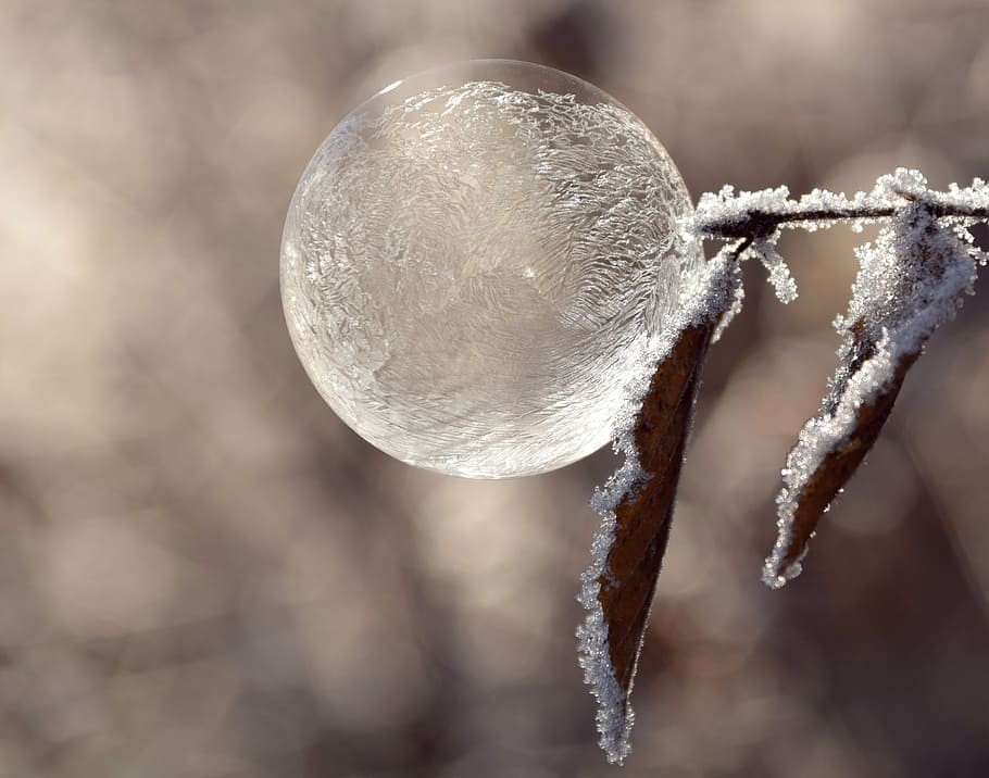 shallow focus photography of ice frost at the leaf, bubble HD wallpaper