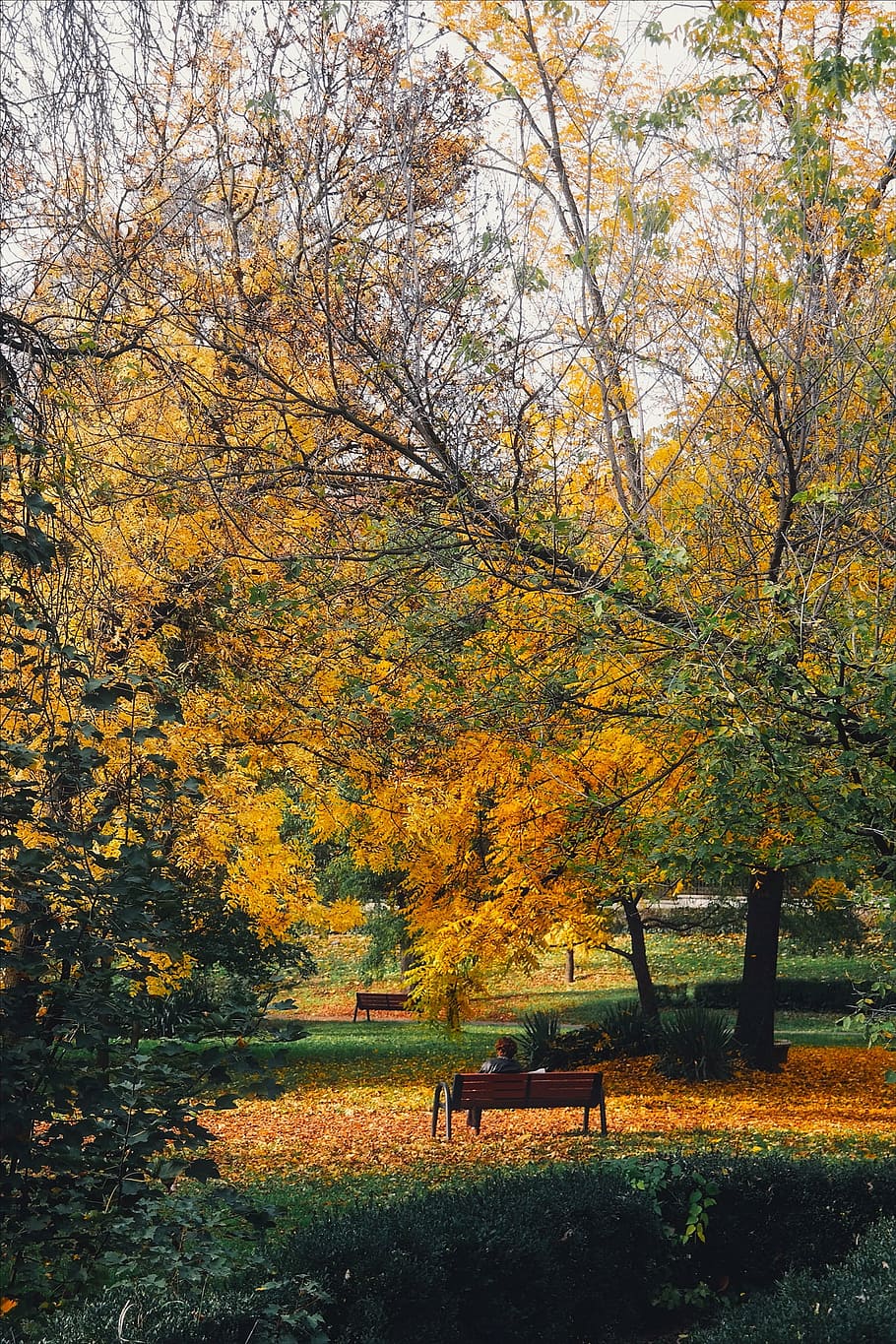 autumn, fall, foliage, trees, public park, romania, landscape HD wallpaper