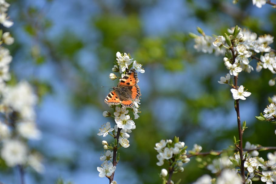 spring, bloom, flowers, tree, white, nature, butterfly, flowering plant HD wallpaper