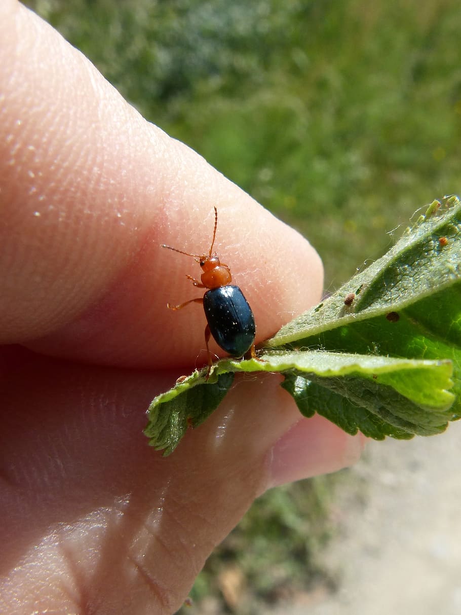 beetle, coleoptera, black and orange, tiny, insect, human hand, HD wallpaper