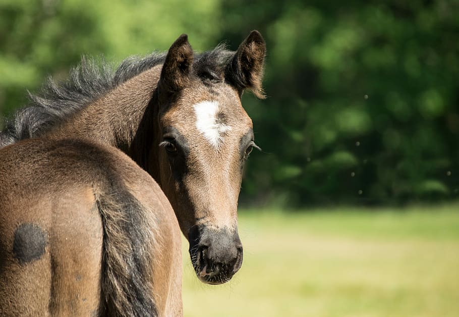 brown horse near green leafed trees, rape, foal, young, sweet HD wallpaper
