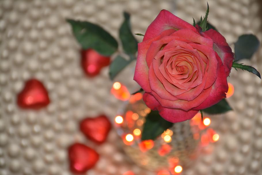 Estrella on Twitter  Beautiful roses Rose flower wallpaper Beautiful  flowers