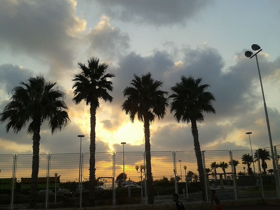 palm trees, cloud, 4 palm, sunset, sky, light, color, in the evening HD wallpaper