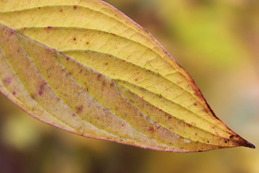 autumn, leaf, leaves, fall foliage, golden autumn, nature, back light HD wallpaper